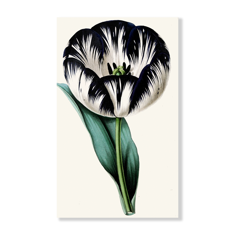 Tulip