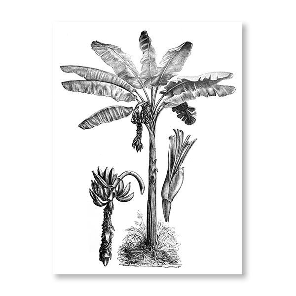 Banana Tree Etching