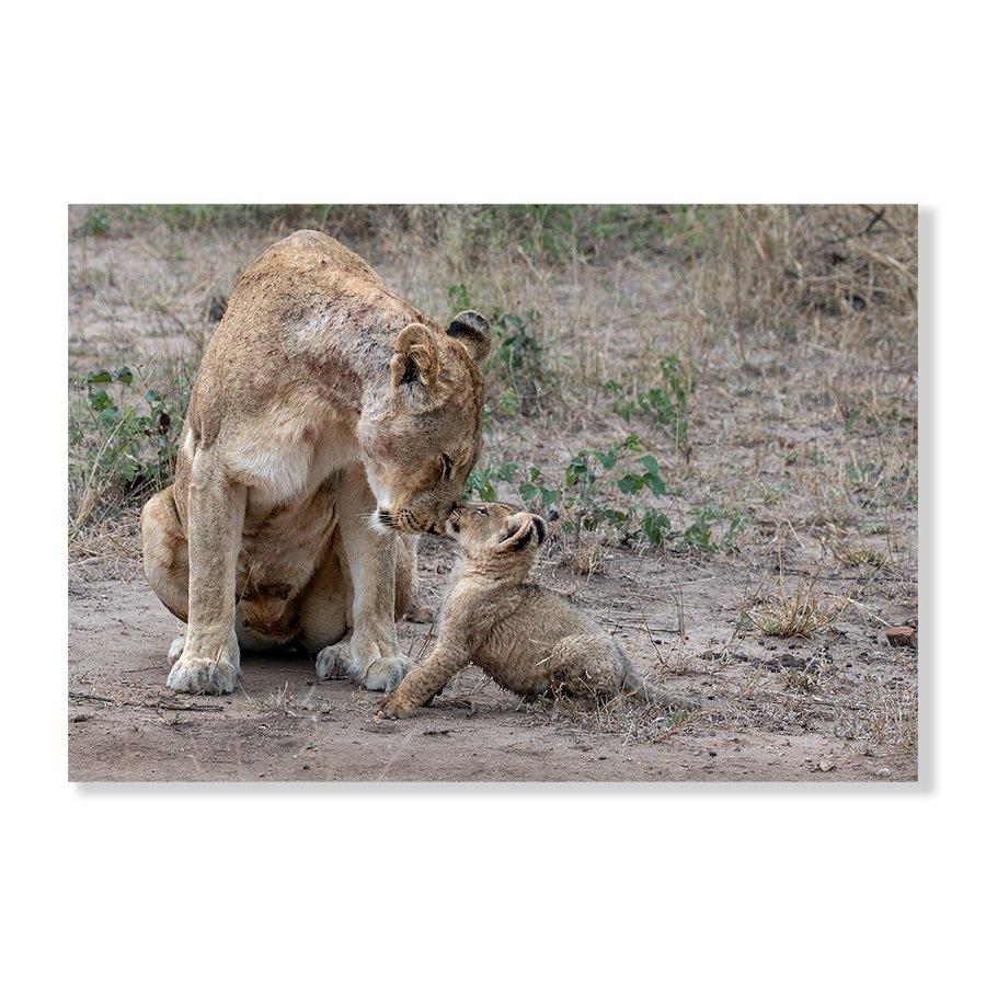 Lioness Love