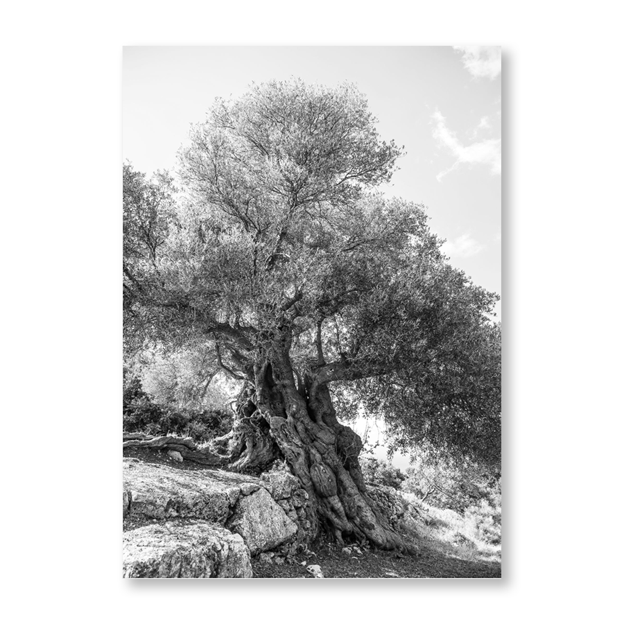 Olea