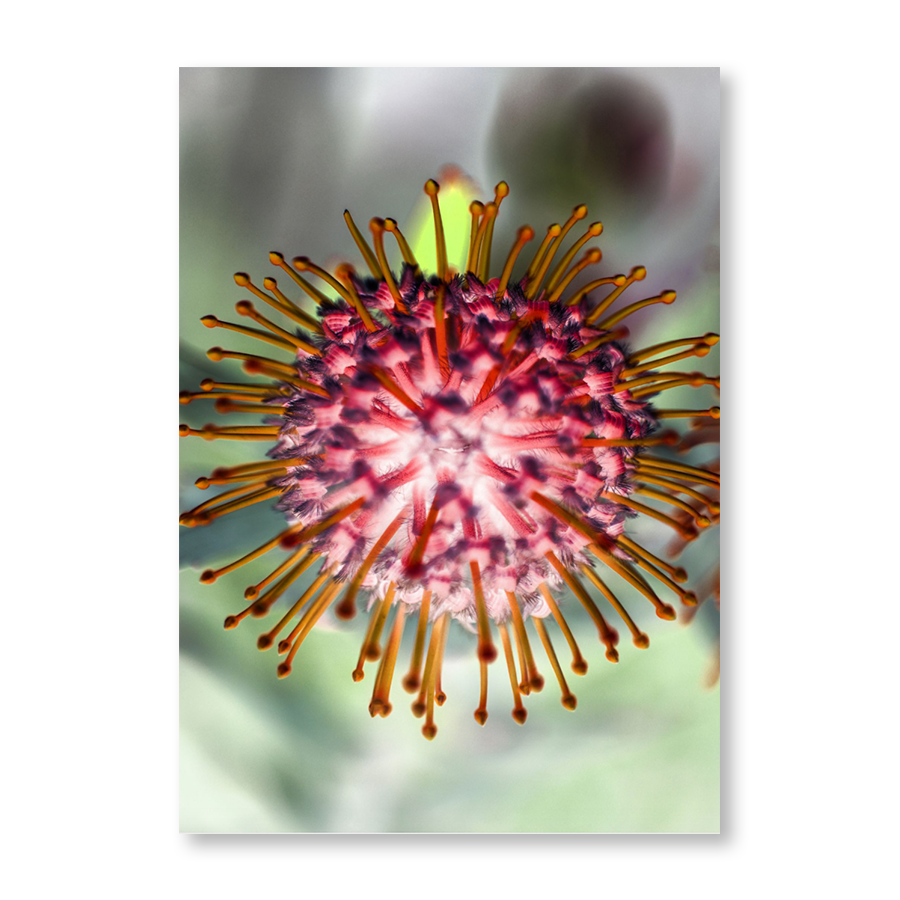 Pincushion I